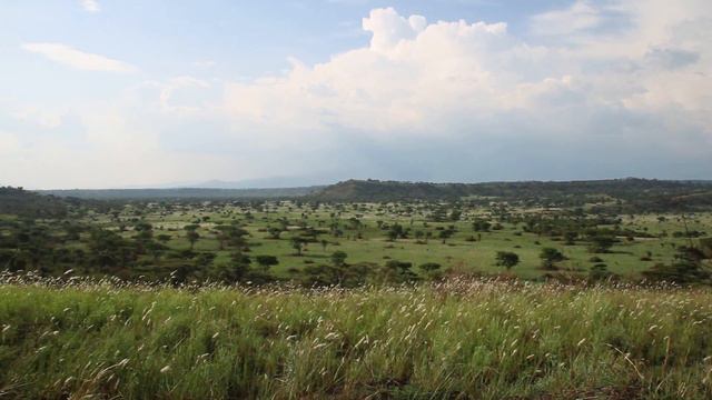 2017.UGA.Саванна смотреть онлайн