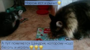 Как подружить кота с котенком, когда кот - эгоист!
