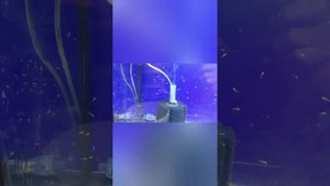 Телескоп очередной нерест