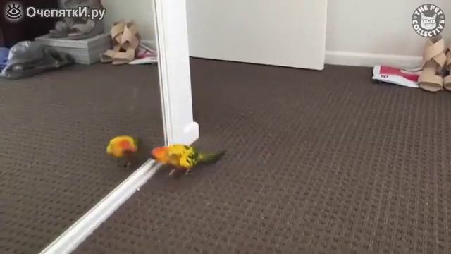 Попугай влюблён в себя смотреть онлайн