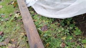 Отправляем черенки роз на зимовку (подзимнее черенкование)