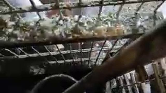 ПОРАЗИТЕЛЬНО как ПО РАЗНОМУ ведут СЕБЯ в "ОХОТЕ" КБ и ДЮРОК смотреть онлайн