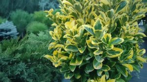 Бересклет японский Ovatus Aureus на штамбе