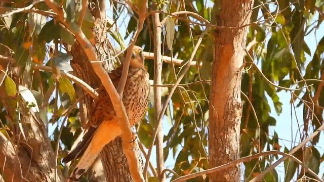 Nikon CoolPix P1000 Amazing Video Samples смотреть онлайн