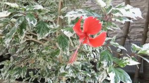 Hibiscus rosa sinensis ibišek