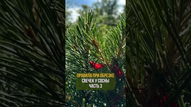 Правила при обрезке свечек у сосны. Часть 3.