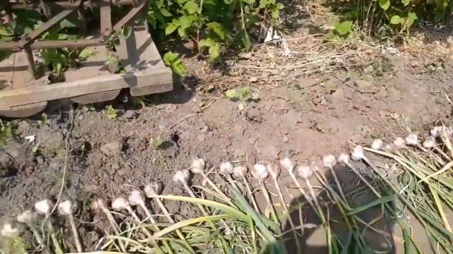 мои лилии . урожай лука , чеснока . Помощники. смотреть онлайн