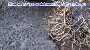 24 09 21г Посадка саженца магнолии в Подмосковье
