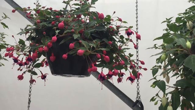 Hang Dollar Princess - Fuchsia