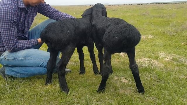 Началась продажа гиссарских ягнят 2018. Анвар Рустемов. +77017224679.