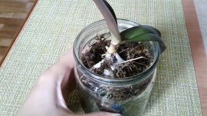 Очередной шок, орхидея которую неделю назад поместила в мох для наращивания корней