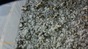 Burmese Shroomies Timelapse Mushroom Grow Burma Shrooms