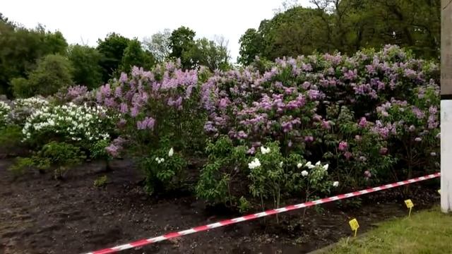 Сиреневый рай Барсуково смотреть онлайн