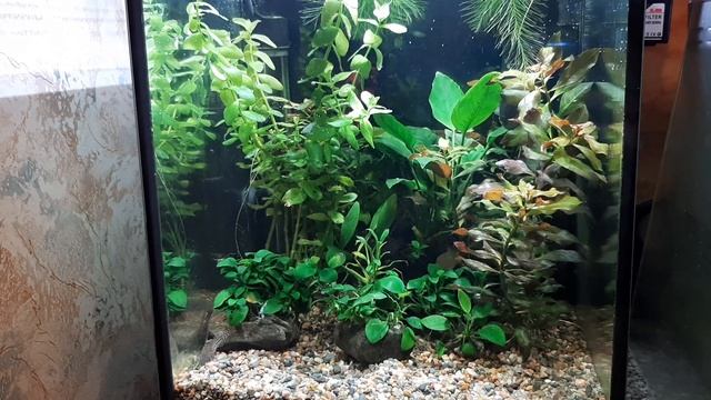 Обзор моего кубика 27 л.Свет #AQUAEL LEDDY SMART 2 смотреть онлайн