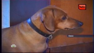 Таксы насмерть загрызли  пьяного хозяина