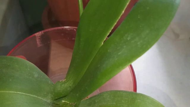 Орхидея Незнакомка.🍀 смотреть онлайн