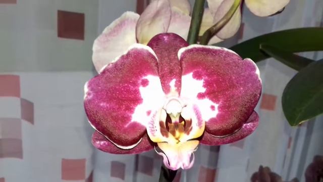 Fleur de phalaenopsis violette au coeur blanc смотреть онлайн