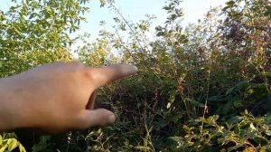 Заработать осенью легко. Как Заработать без вложений осенью 1000р в час. Сбор шиповника как бизнес