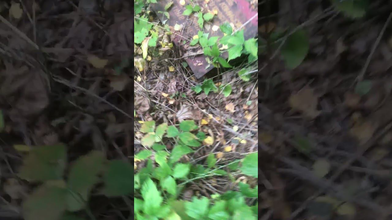 Пришёл на выборы, а тут такое.. #shorts смотреть онлайн