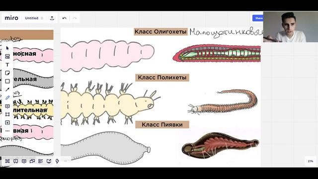 Кольчатые черви| Биология ЕГЭ
