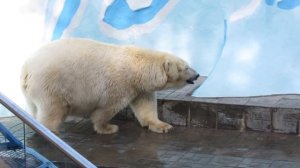 "Белые медведи Кай и Герда 09.09.17 Новосибирский зоопарк им.Р.А.Шило"