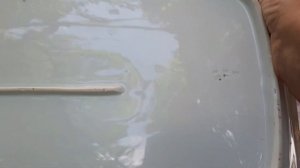 Блюда СССР. Фарфор, фаянс. Будди, Чайка, Пролетарий 70-90г.#блюдо#винтаж