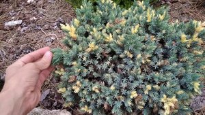 Мои стелющиеся хвойные (conifers)