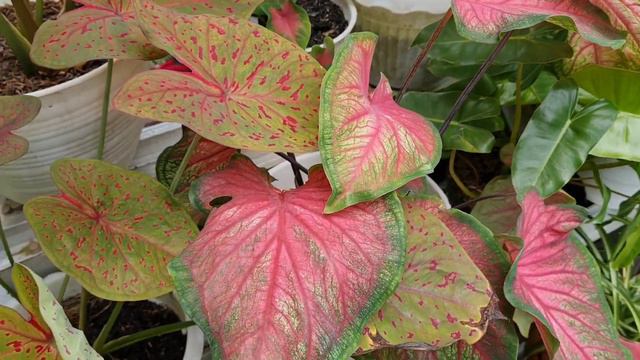 Cek Tanaman Hias di Halaman Mamak Rainbow смотреть онлайн