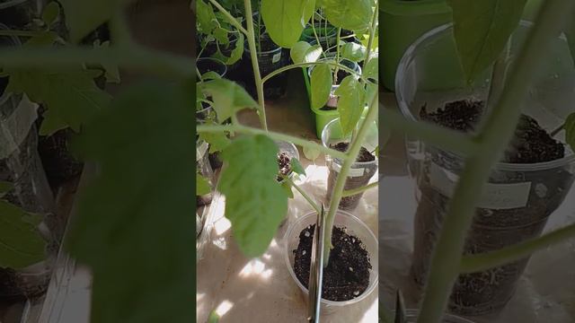 ЧТО ДЕЛАТЬ С ВЫТЯНУВШЕЙСЯ РАССАДОЙ ПОМИДОРОВ ПЕРЕД ПОСАДКОЙ В ГРУНТ смотреть онлайн