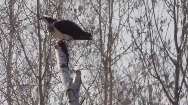 Скопа поймала рыбу. Обедает
