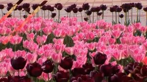 Душанбе самый красивый город | Dushanbe, the most beautiful city Tajik Music HD