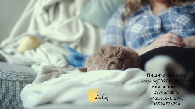Карликовый пудель фото, собака пудель карликовый, cute puppy