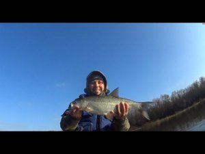 "Gladiator C300AL + SeaPro T9.8s" 03.11.2022, река "Дон", села "Желдаковка"  и "Семейки".