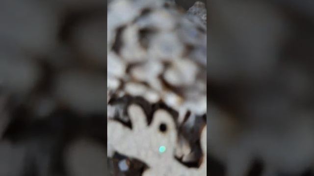 Покраска шишки.Запишись на онлайн майстер #мастеркласс #ялинказшишок смотреть онлайн