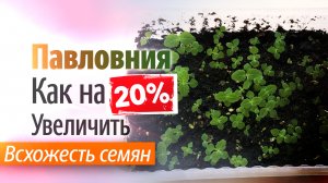 Как увеличить всхожесть семян Павловнии на 20%?