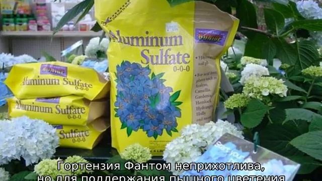 Гортензия Фантом — описание, посадка и уход смотреть онлайн