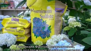 Гортензия Фантом — описание, посадка и уход