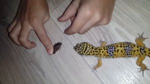 эублефар ест мексиканского таракана