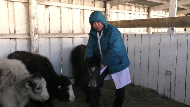 Студенческий репортаж "Бычки окинских яков в Бурятской ГСХА" смотреть онлайн