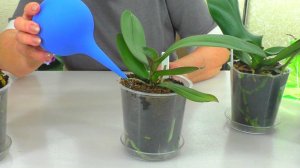 Вырастить НОВЫЕ Корни УЦЕНЁННЫМ Орхидеям без РЕАНИМАЦИИ и СТИМУЛЯТОРОВ !!! Продолжаем ЭКСПЕРИМЕНТ...