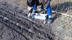 В ДЕРЕВНЕ сажаем ЧЕСНОК в октябре. Сроки посадки озимого чеснока