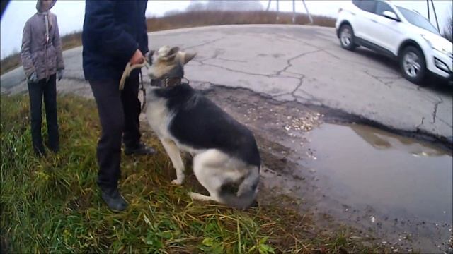 Собака кидается на машины. Что делать? смотреть онлайн