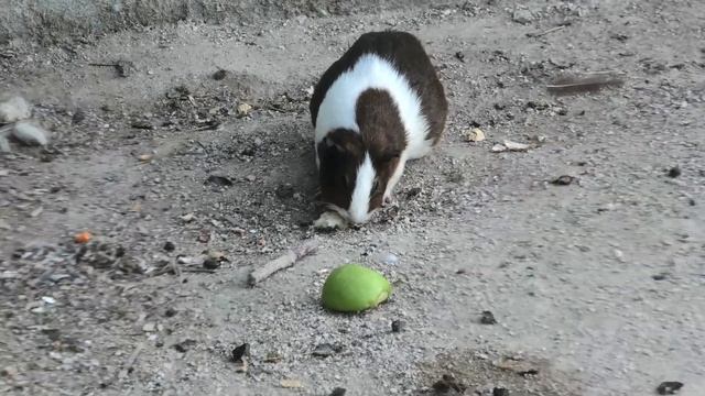 Бедная МАМА КЕНГУРУ! ДВА МАЛЫША В ОДНОЙ СУМКЕ! Как они там помещаются?! Тайган смотреть онлайн