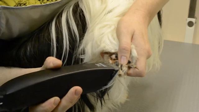Стрижем шерсть на лапке - Стрижка собак в зоосалоне Master L смотреть онлайн