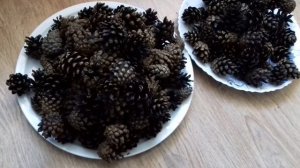 Как хорошо очистить сосновые шишки в домашних условиях.