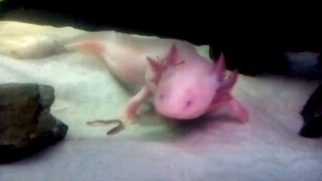 Aksolotl / Mexican Axolotl / Ambystoma mexicanum смотреть онлайн