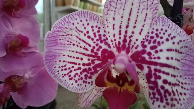 Шикарные, пышные орхидеи, есть башмаки, дендробиумы, СЦ Садовод. смотреть онлайн