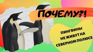 Почему пингвины не живут в Арктике?