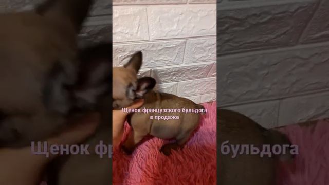 #щенки #французскийбульдог #puppyfrenchie #puppyforsale #щенокбульдога #продажащенков