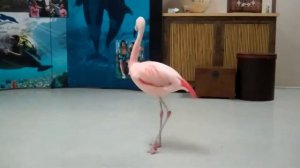 flamingo Фламинго — птица, которая ест вниз головой